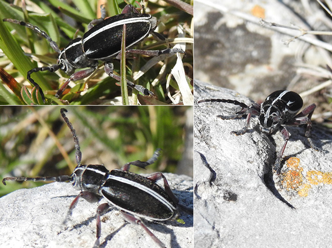 Cerambycidae: Dorcadion arenarium (forma), maschio